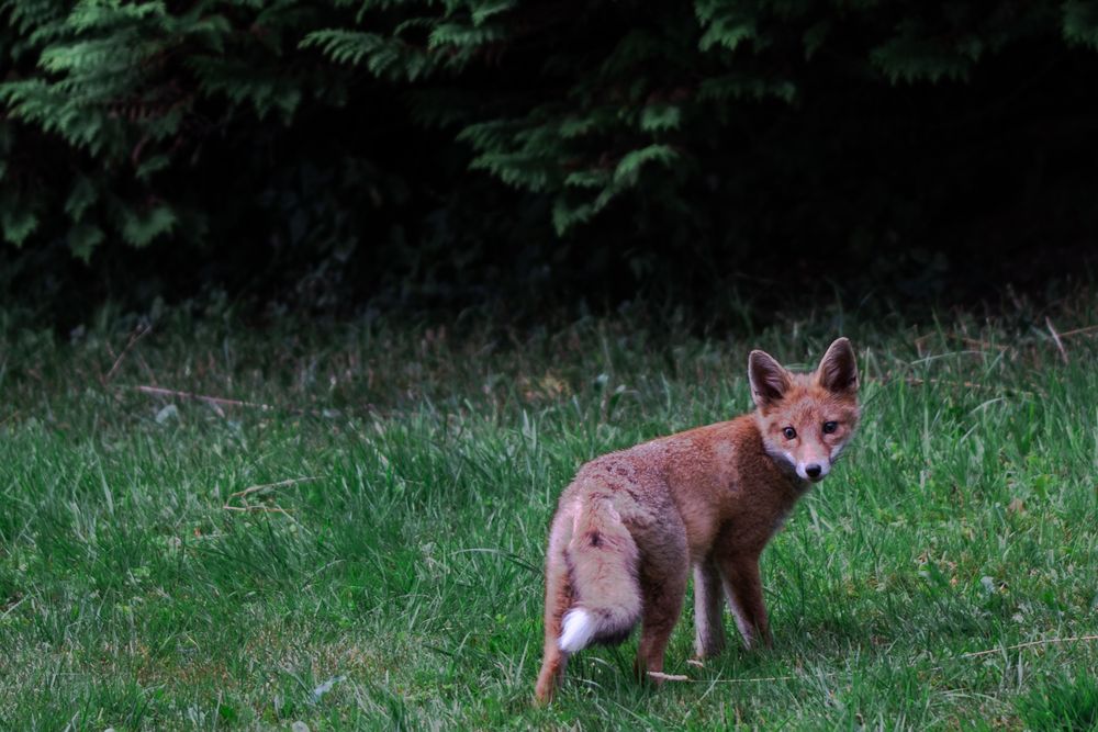 Rotfuchs in der Stadt