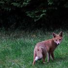 Rotfuchs in der Stadt