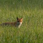 Rotfuchs in der Wiese