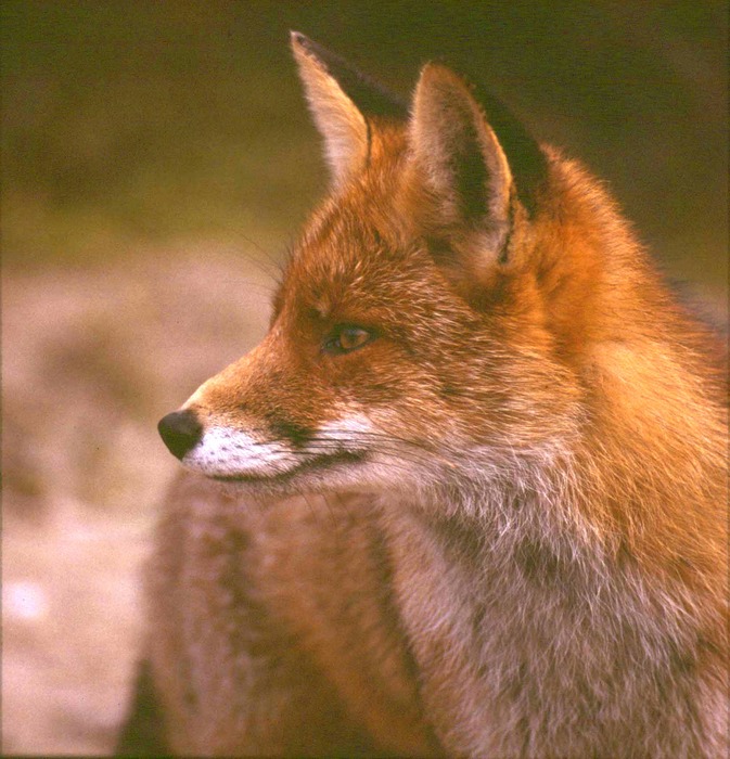 Rotfuchs in die Dunen von Holland