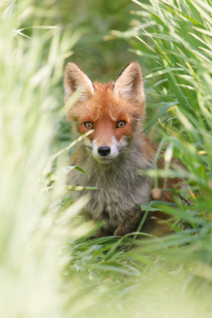 Rotfuchs in Fahrrille sitzend 