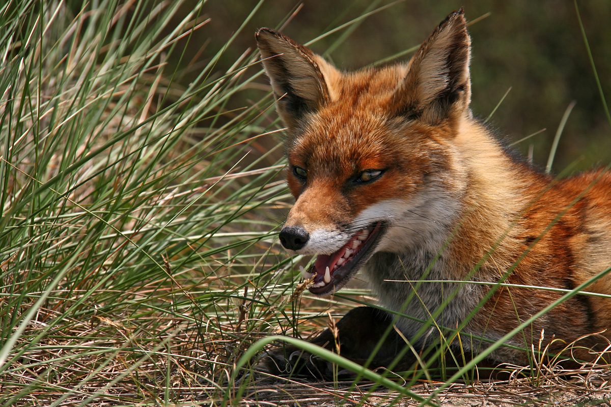 Rotfuchs in Noordwijk