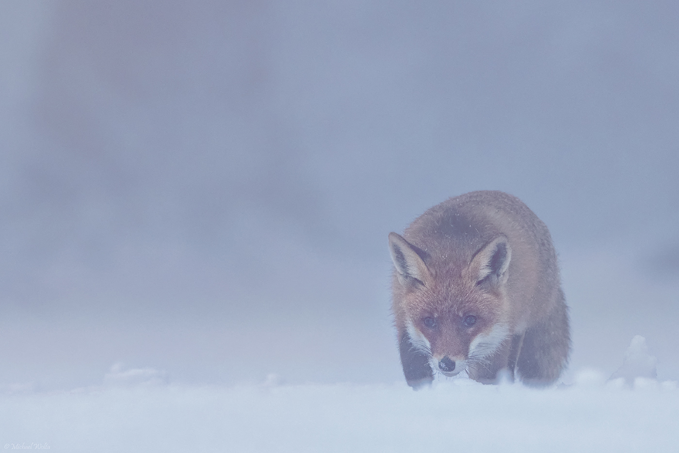 Rotfuchs in Schnee und Nebel