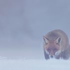 Rotfuchs in Schnee und Nebel