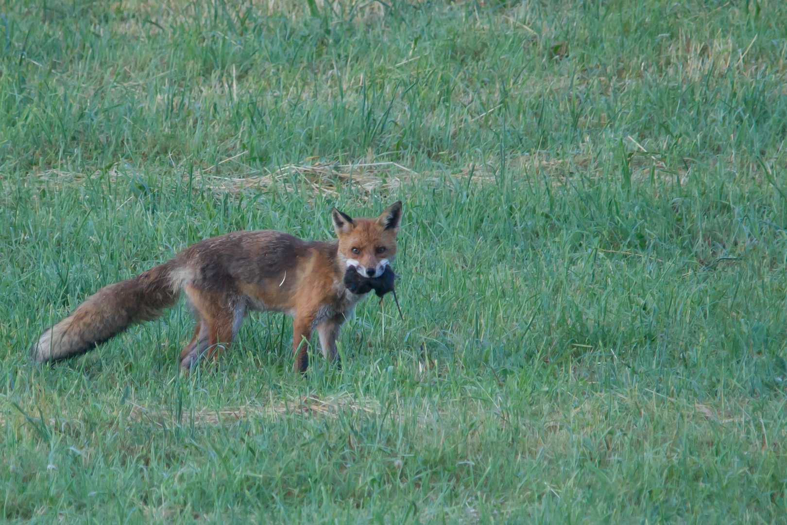 Rotfuchs Juli 2019