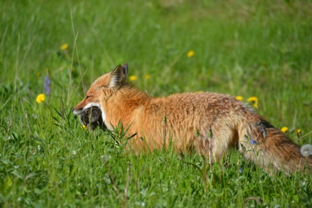 Rotfuchs mit Beute