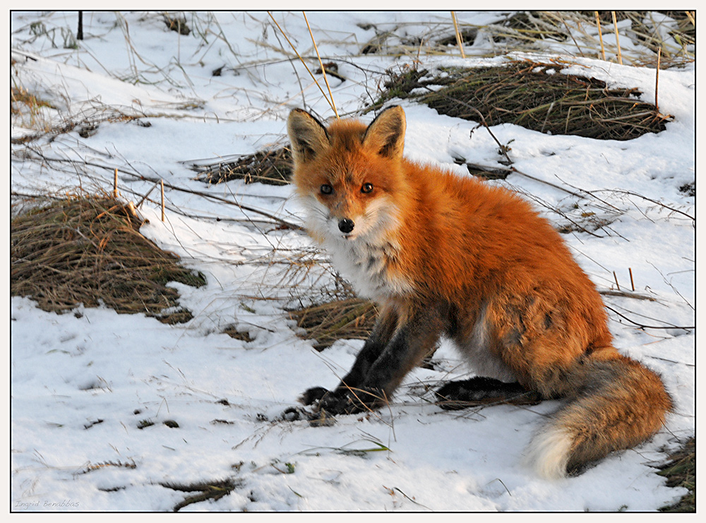 Rotfuchs mit Beute (2)