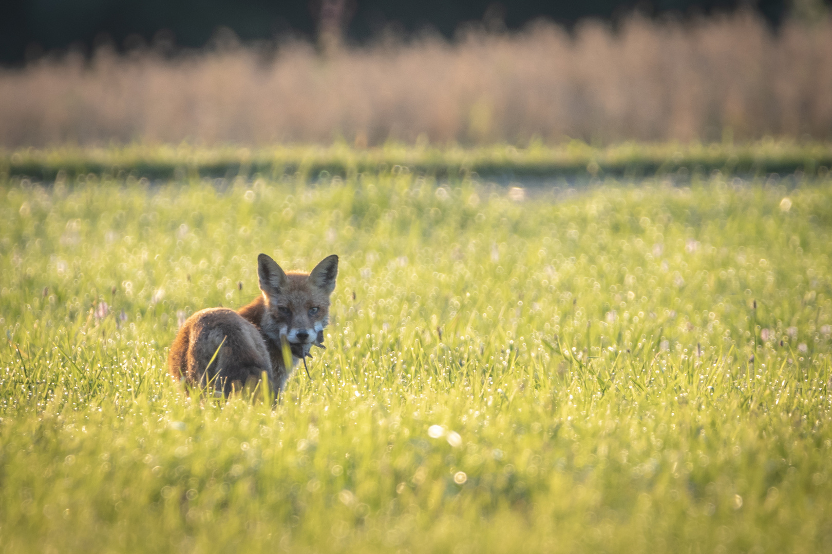 Rotfuchs mit Beute