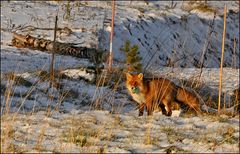 Rotfuchs mit Beute (3)