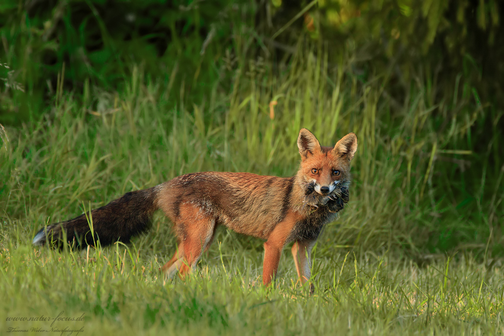 Rotfuchs mit Beute