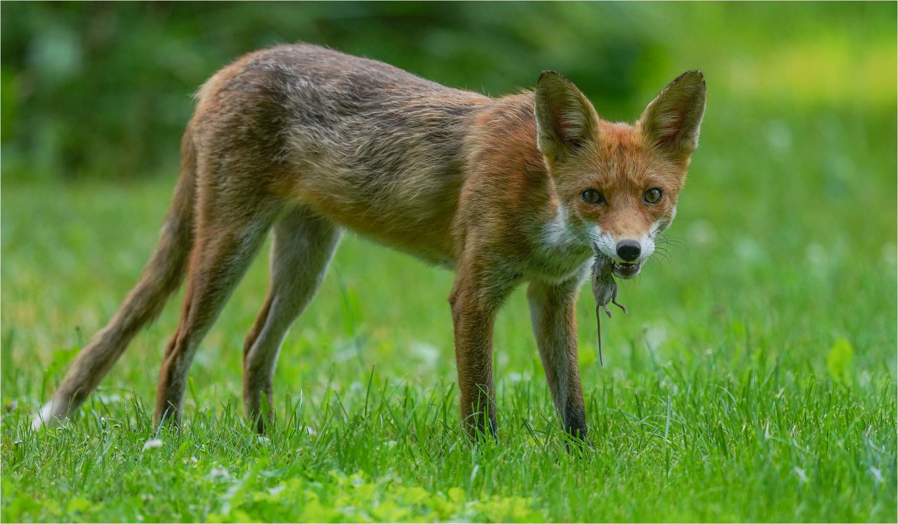 Rotfuchs mit Beute