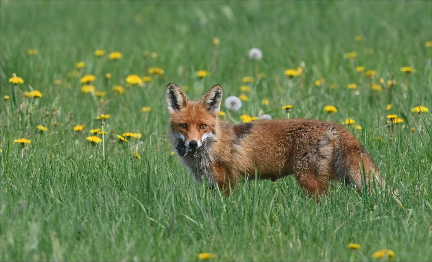 Rotfuchs mit Beute