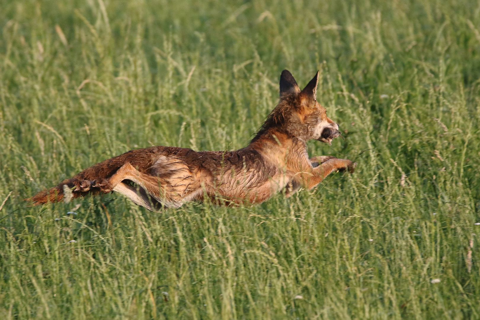 "Rotfuchs mit Beute"