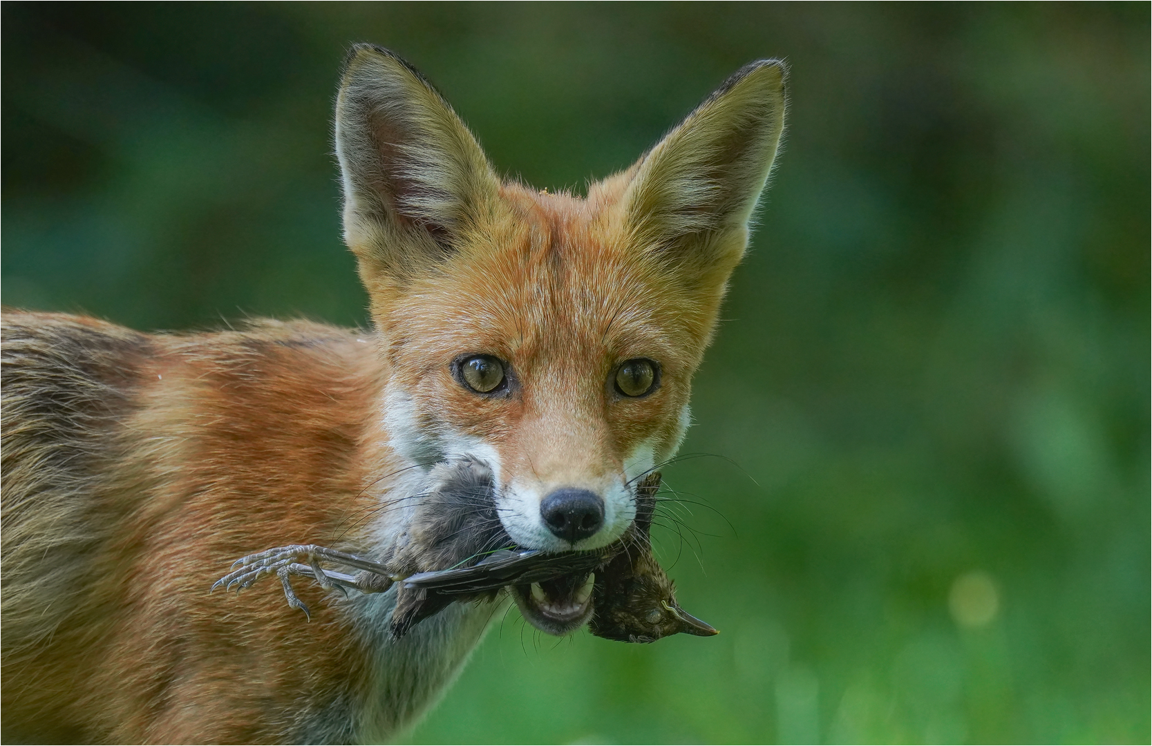 Rotfuchs mit erbeuteter junger Amsel