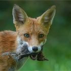 Rotfuchs mit erbeuteter junger Amsel