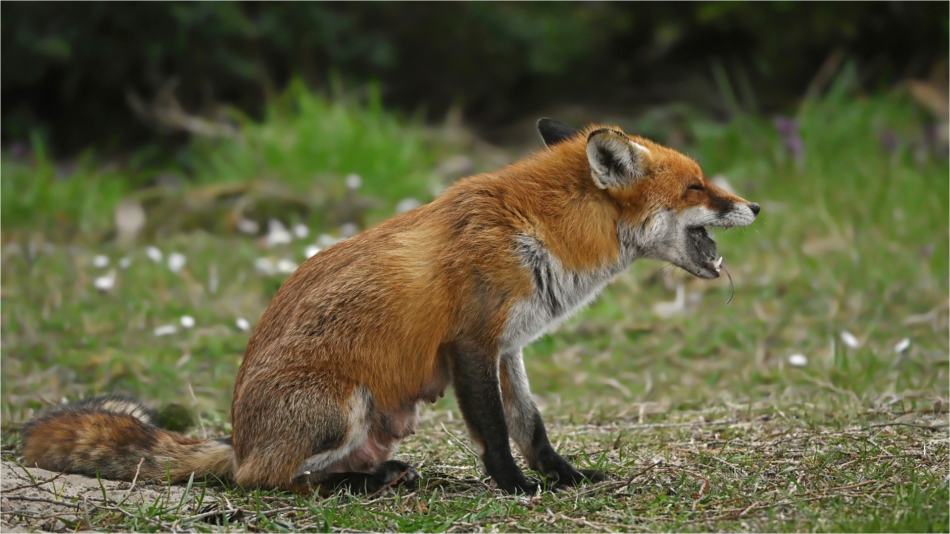 Rotfuchs mit Maus