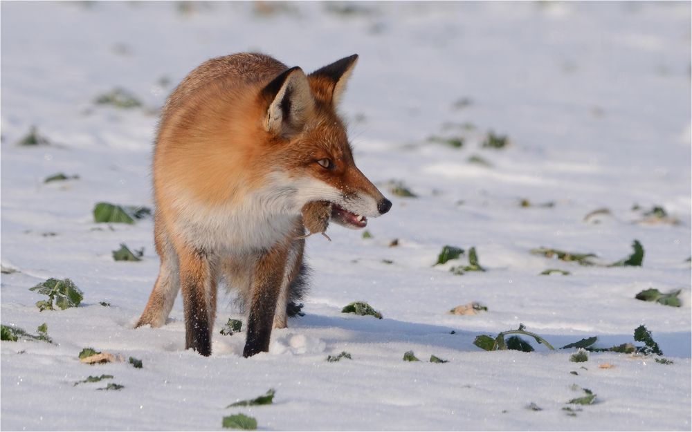 Rotfuchs mit Maus