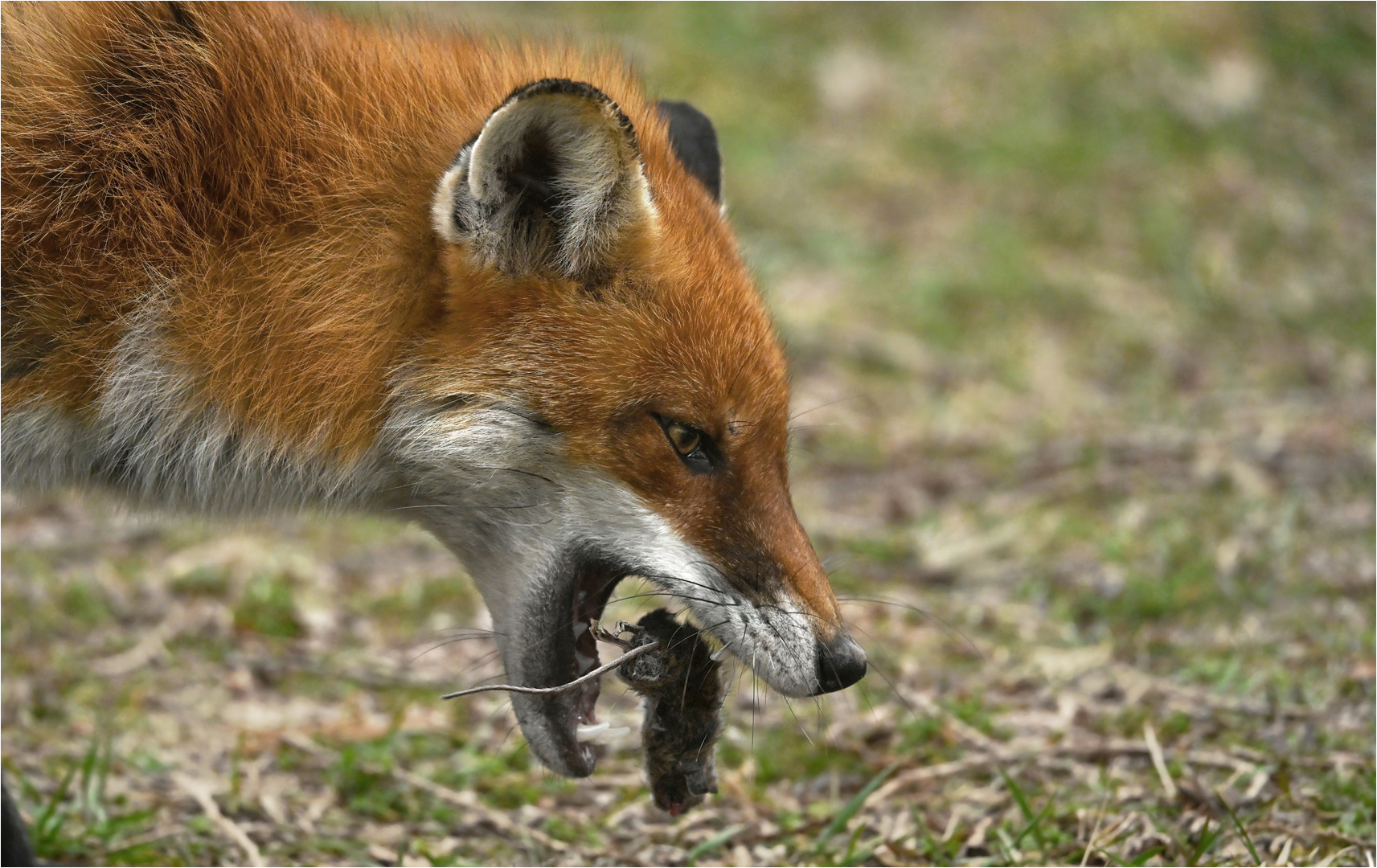 Rotfuchs mit Maus