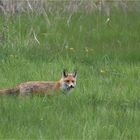 Rotfuchs mit Maus