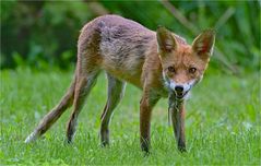 Rotfuchs mit Maus