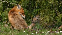 Rotfuchs mit Nachwuchs