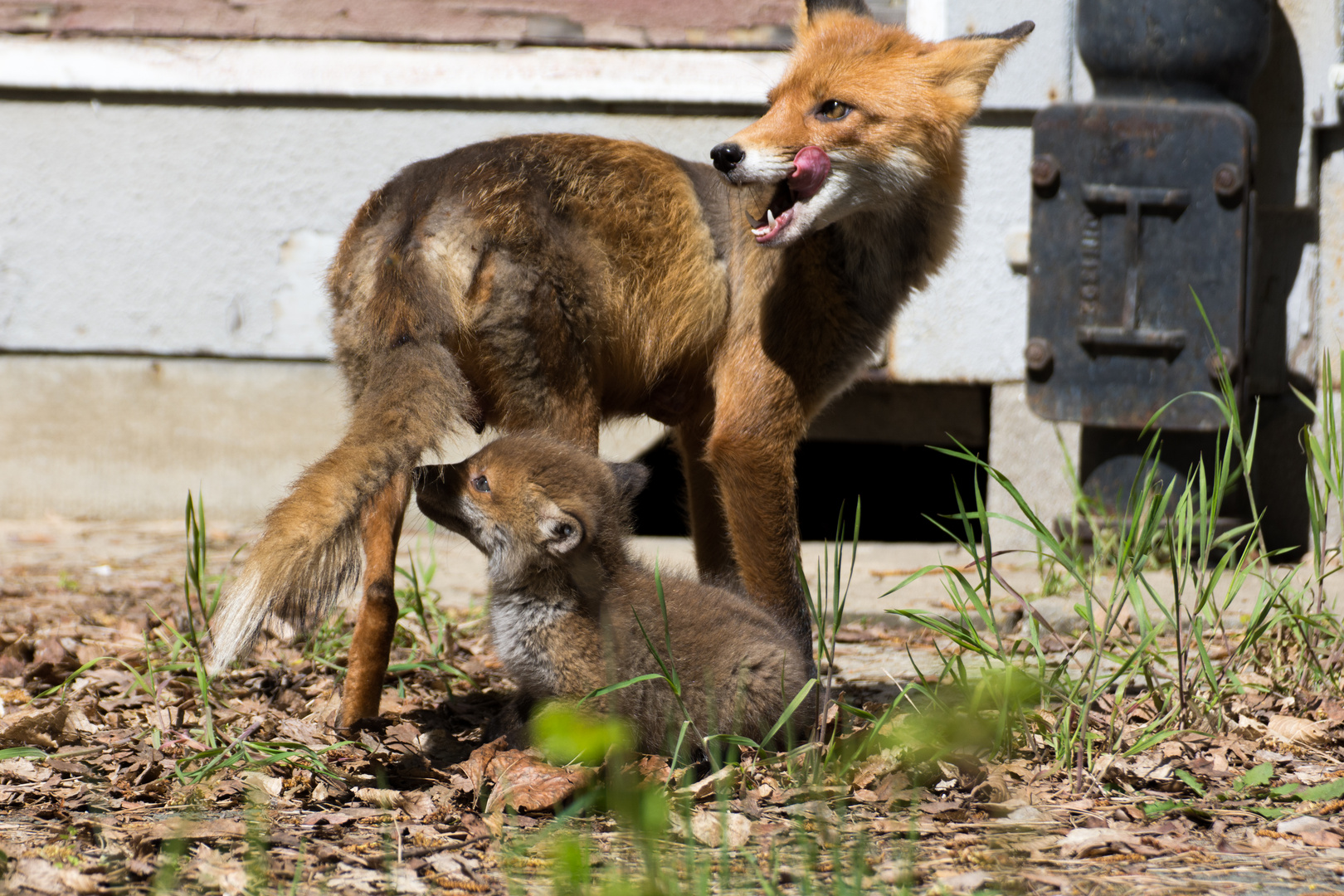 Rotfuchs mit Welpe