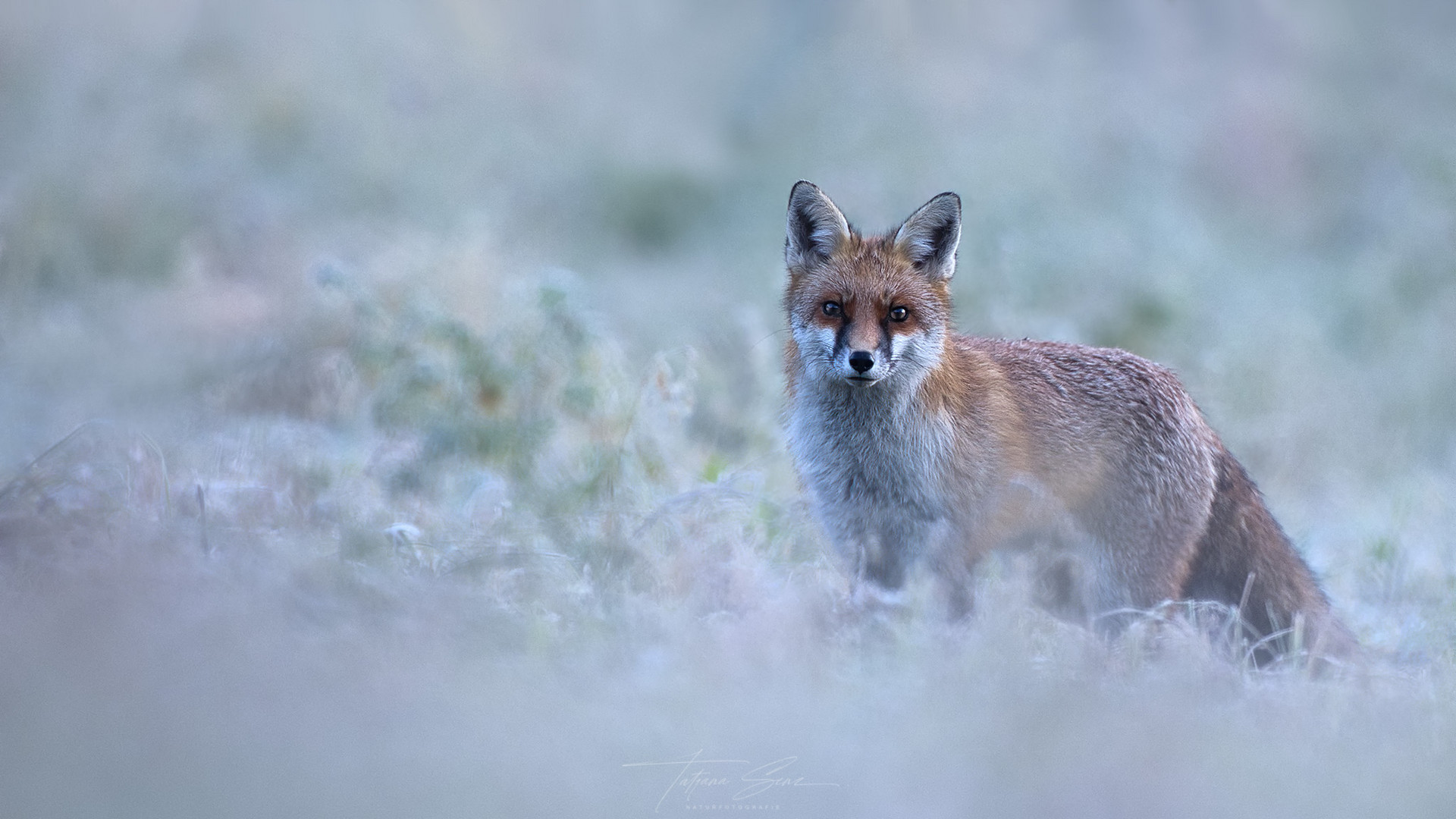 ROTFUCHS mit Winterfell