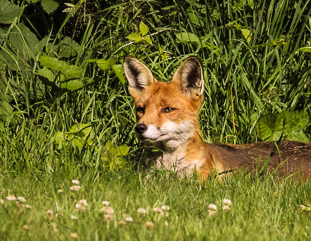 Rotfuchs Mittagsruhe