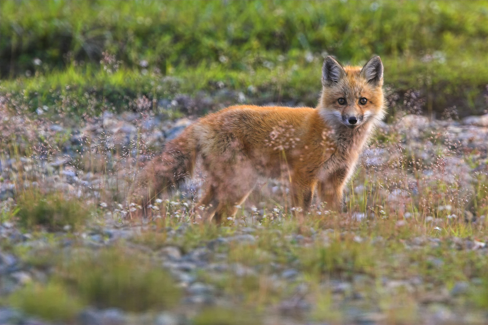 Rotfuchs, Neufundland