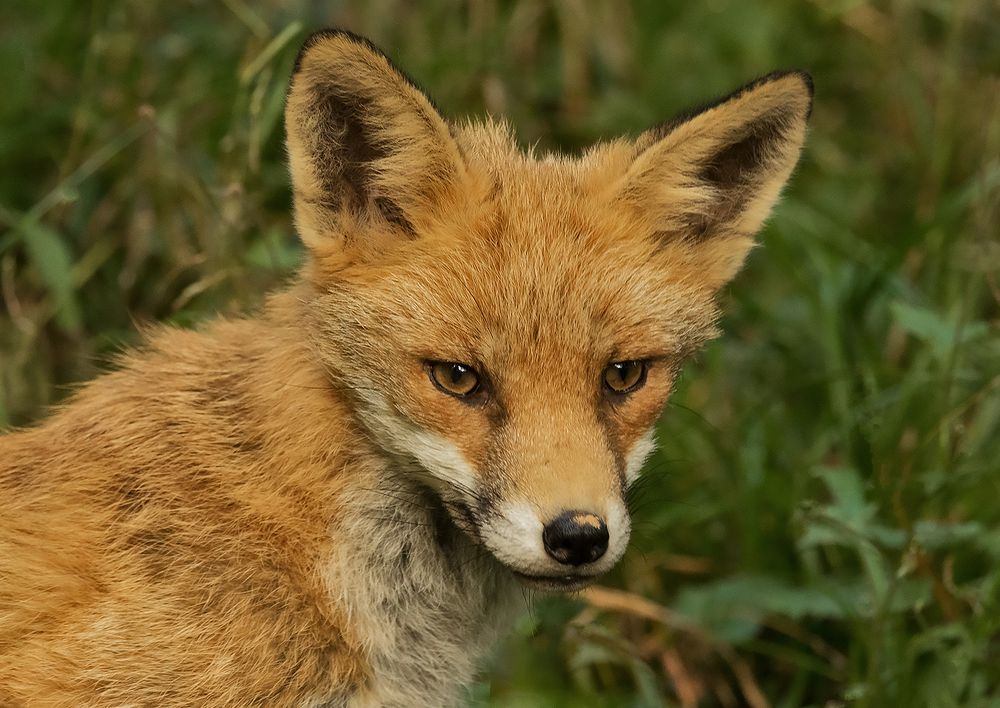 Rotfuchs-Portrait Foto & Bild | landschaft, lebensräume, bäume Bilder ...