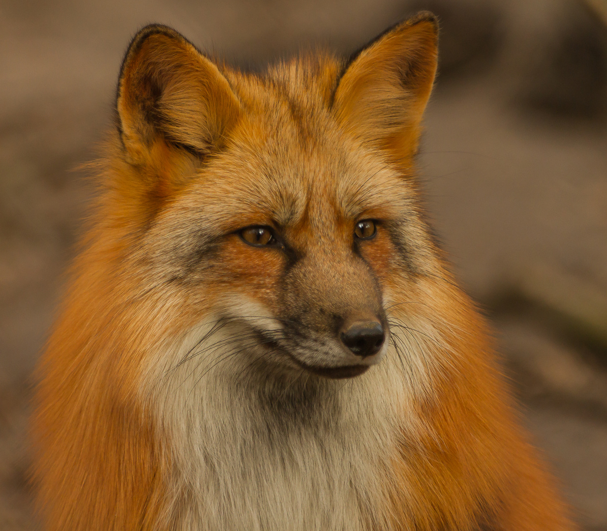 Rotfuchs Portrait