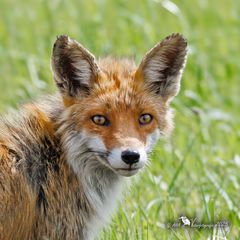Rotfuchs-Portrait