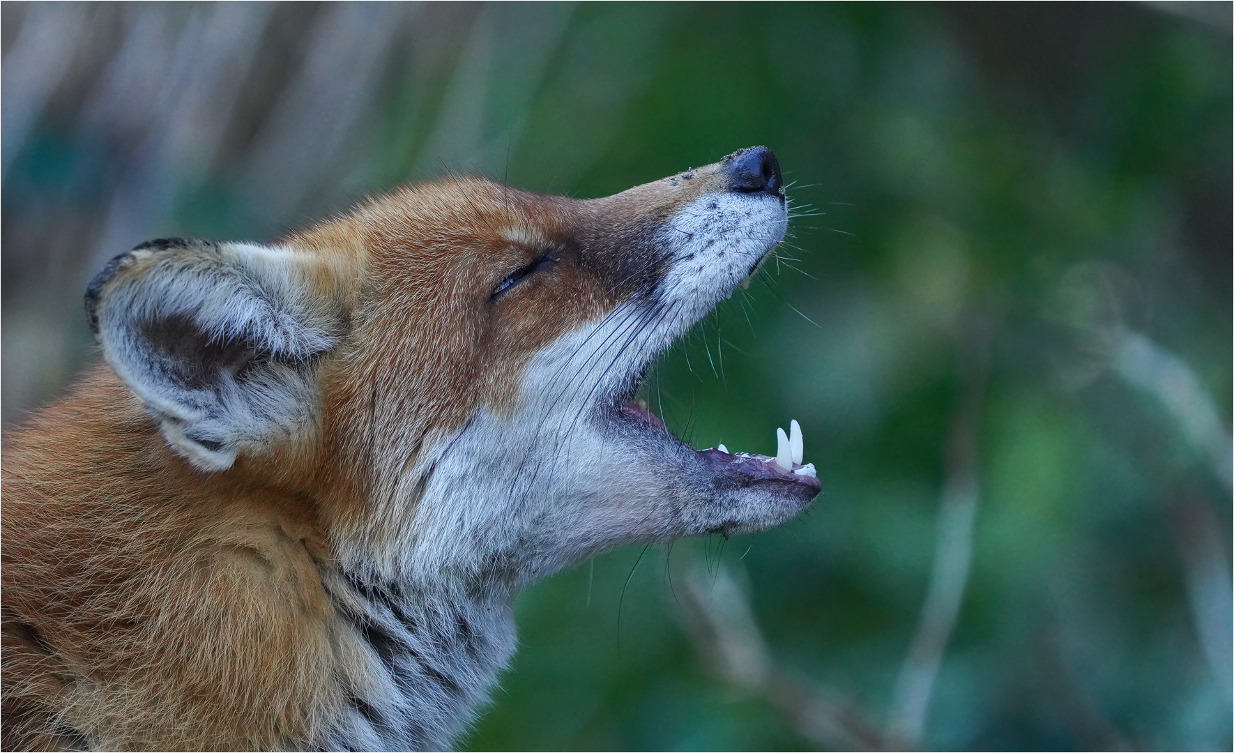 Rotfuchs Portrait