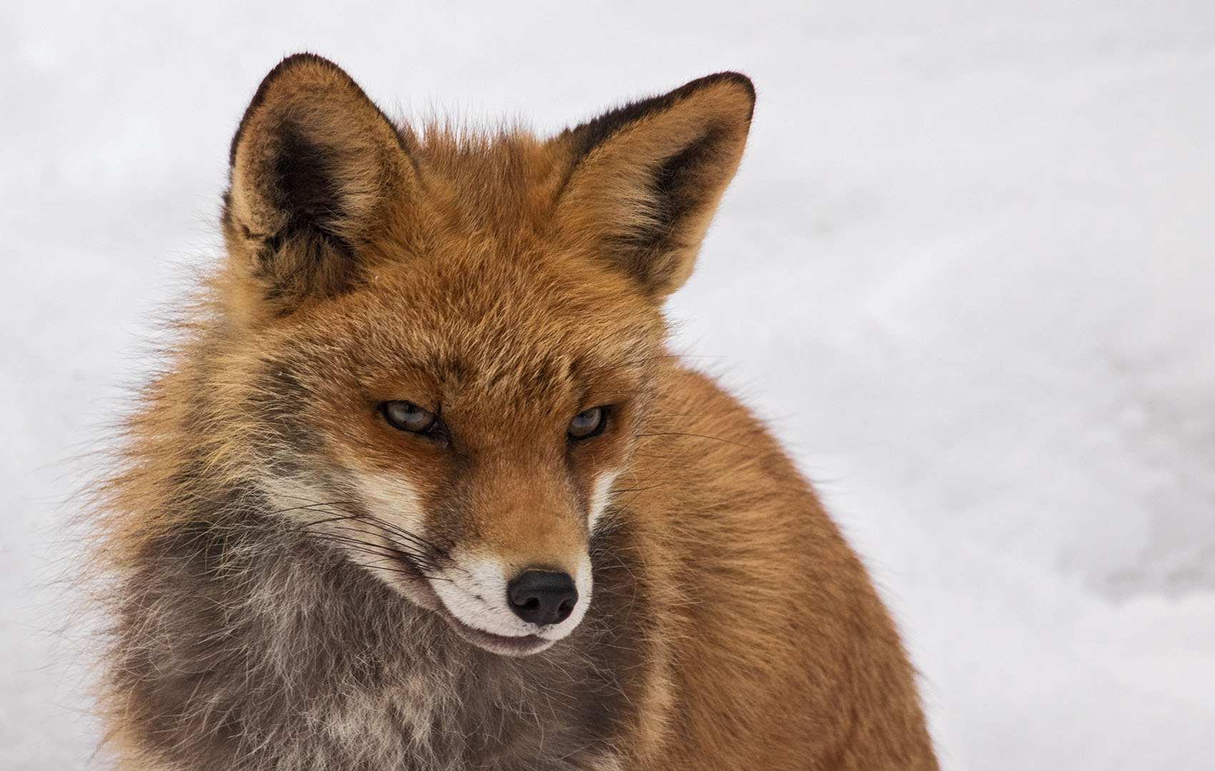 Rotfuchs-Portrait 