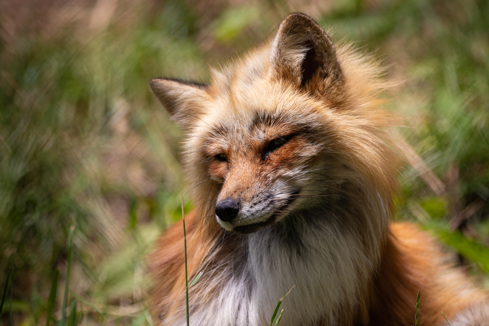 Rotfuchs-Portrait