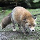 Rotfuchs / red fox