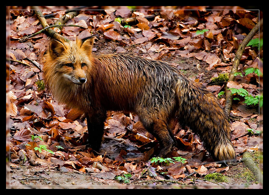 Rotfuchs - Reineke