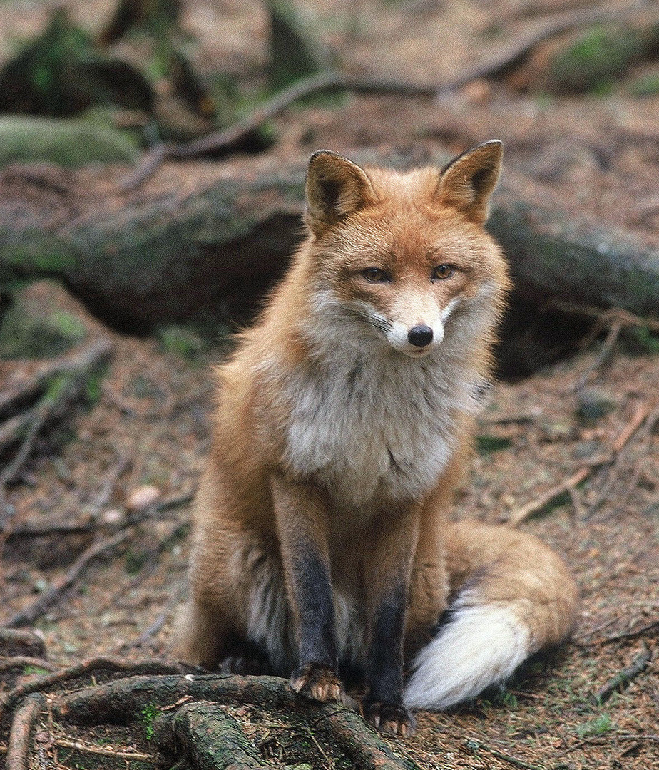 --- Rotfuchs - Schweden --- ( Vulpes vulpes )