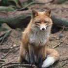 --- Rotfuchs - Schweden --- ( Vulpes vulpes )