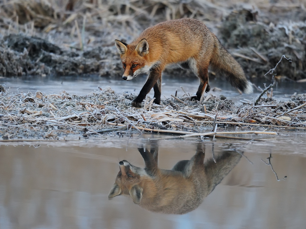 Rotfuchs Spiegelbild