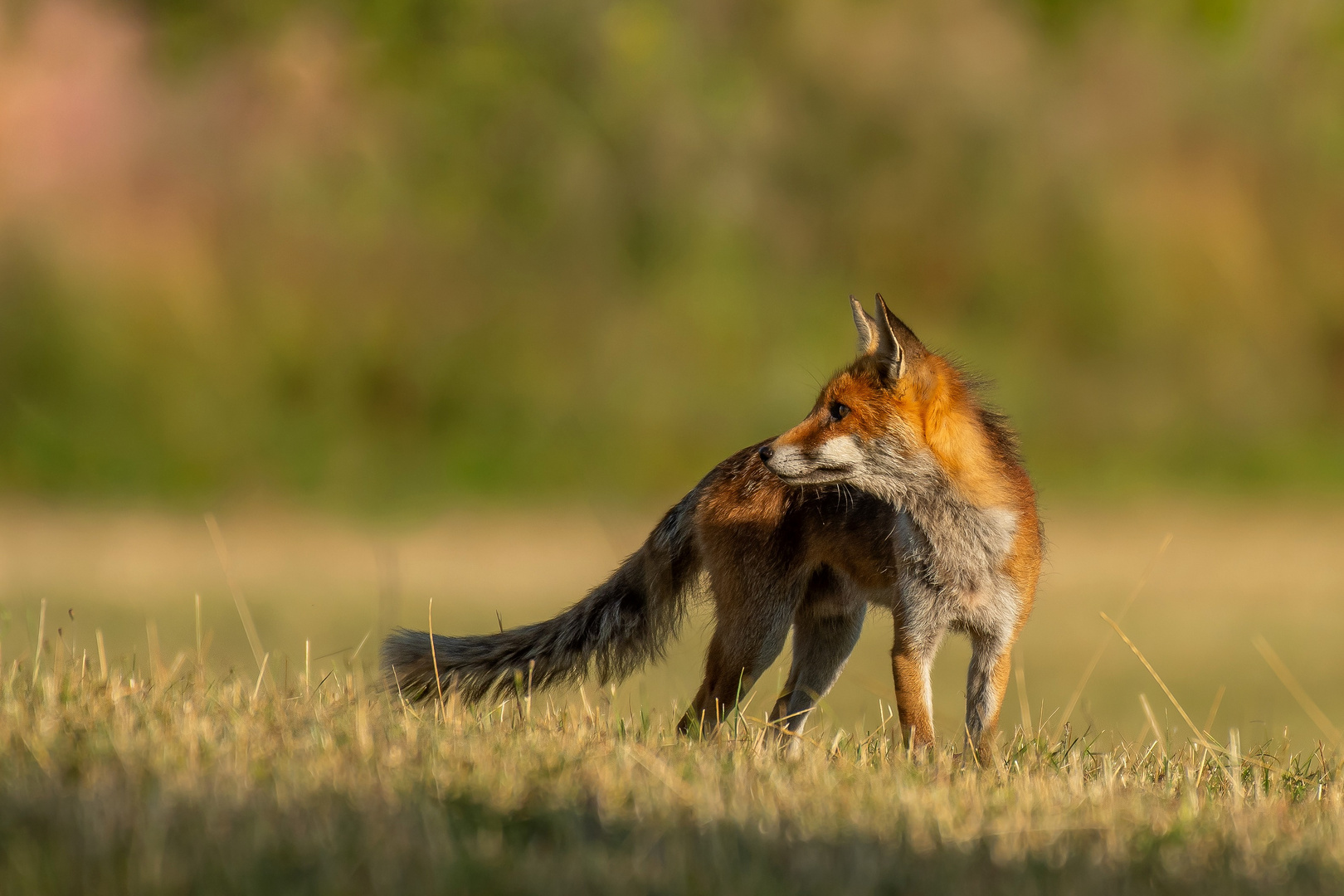 Rotfuchs - starker Fuchsrüde