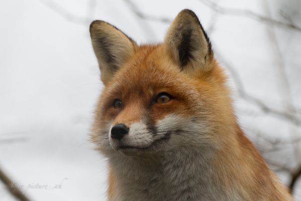 Rotfuchs Tierpark Goldau CH