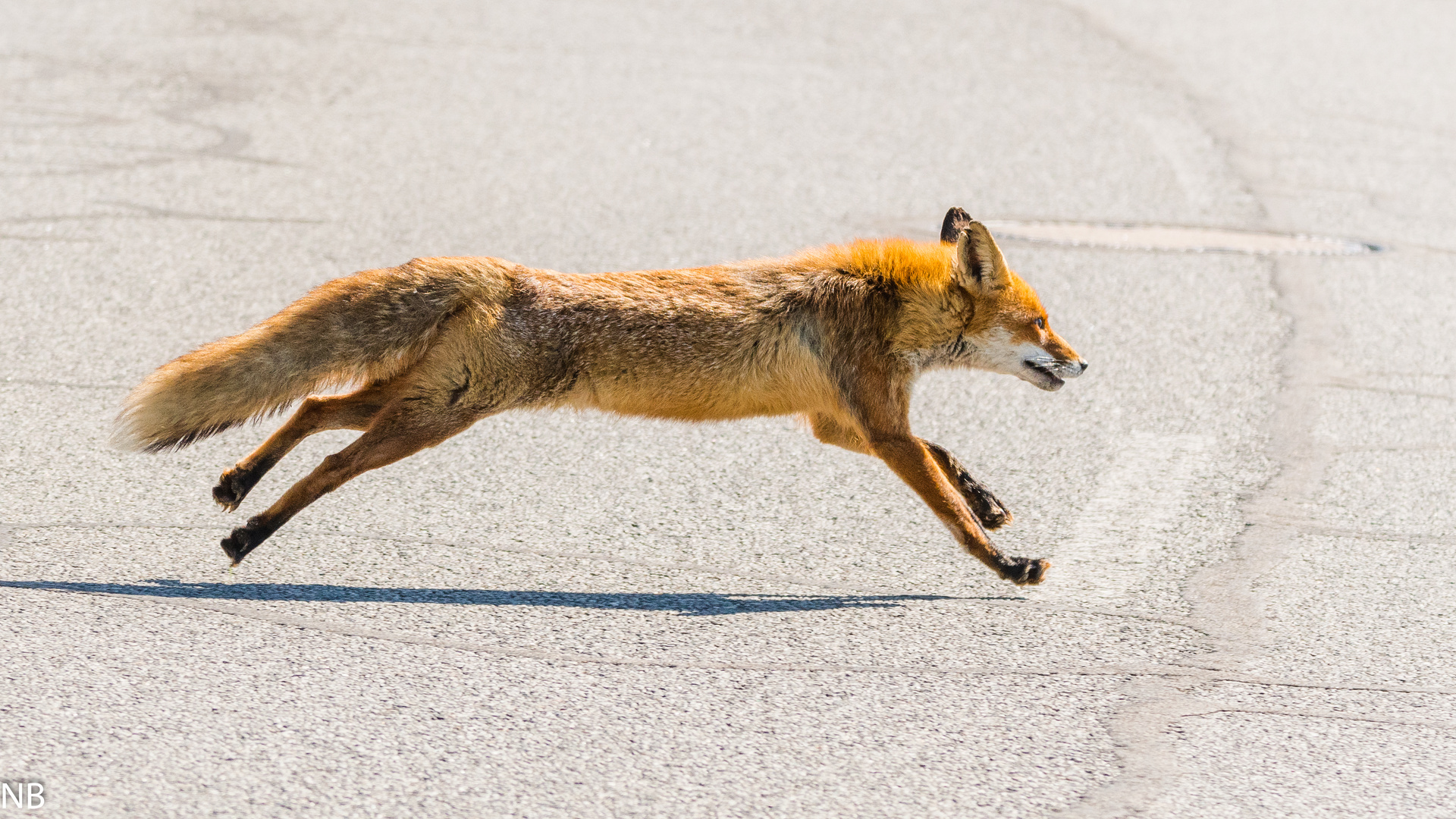 "Rotfuchs überquert eine Straße 2024"