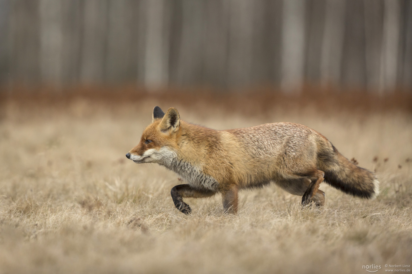 Rotfuchs unterwegs