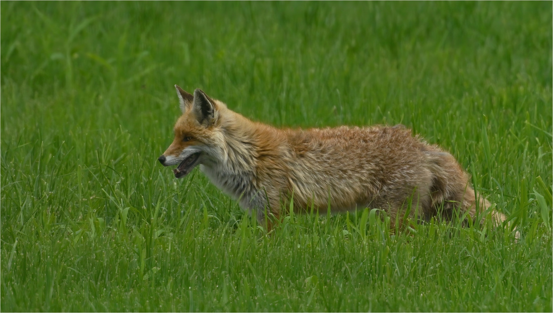 Rotfuchs vom Lande