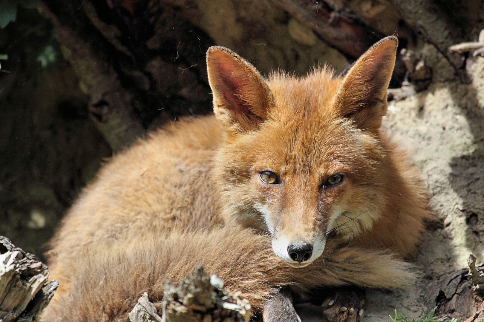 Rotfuchs vor seinem "Bau"