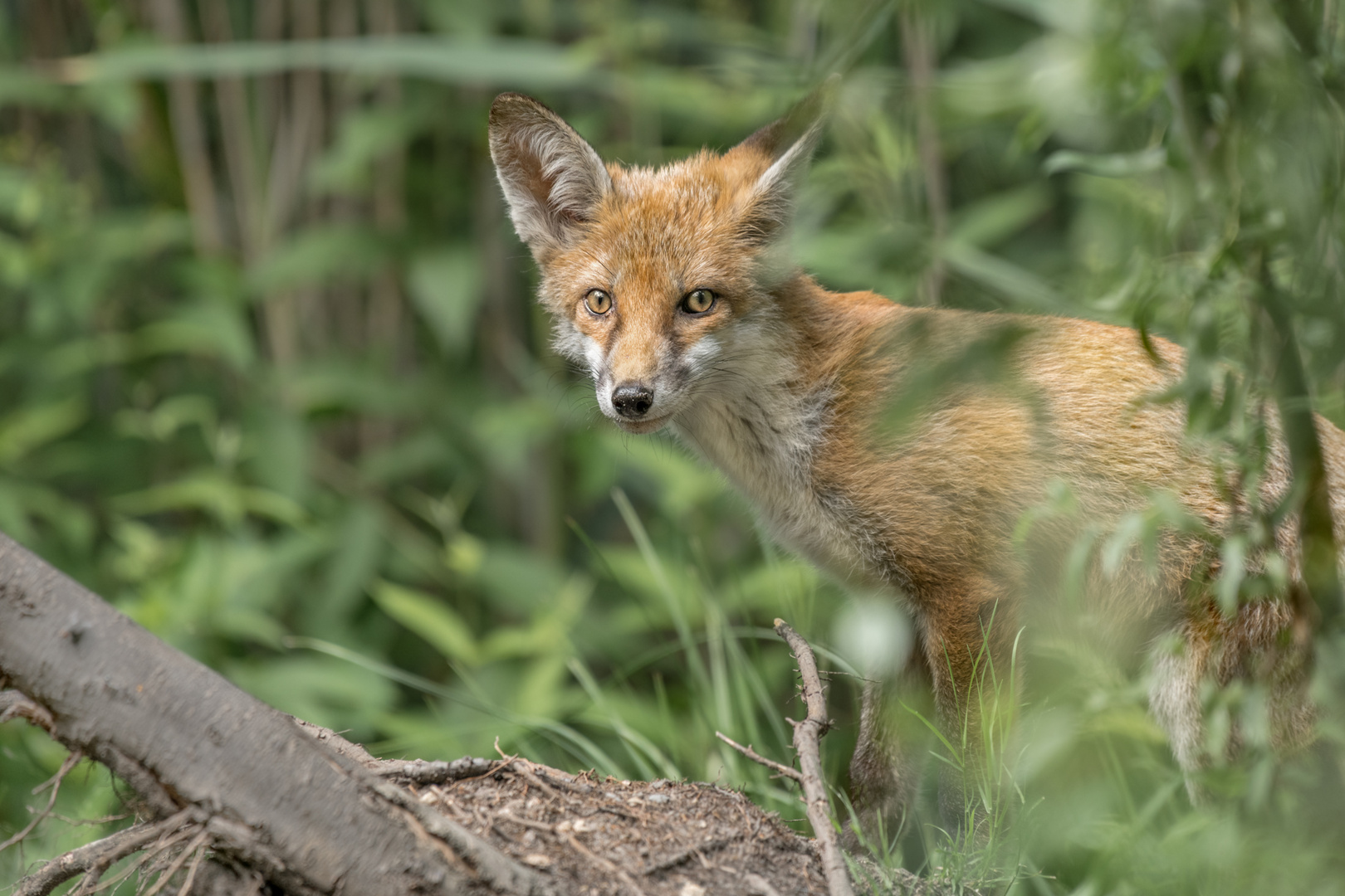 Rotfuchs (Vulpes vulpes)