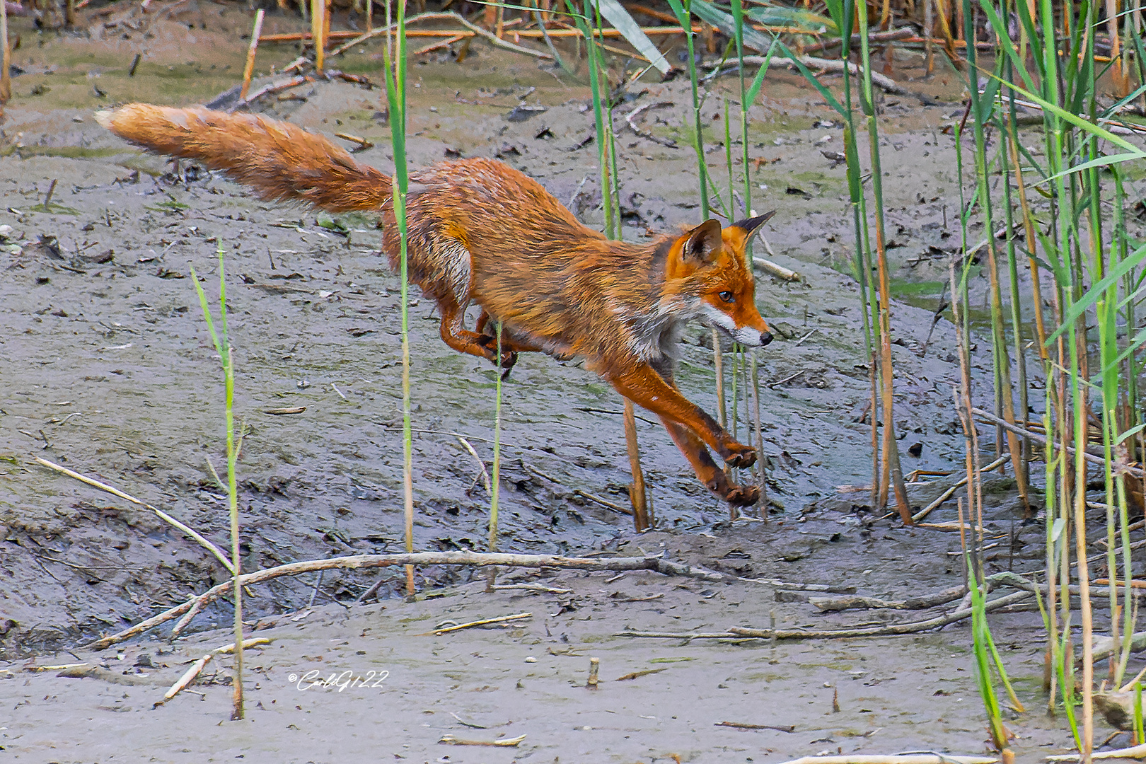 Rotfuchs (Vulpes vulpes) 