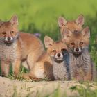 Rotfuchs (Vulpes vulpes)