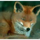 - Rotfuchs - ( Vulpes vulpes )